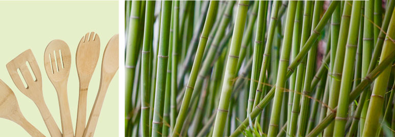 Bamboo and bamboo fibre